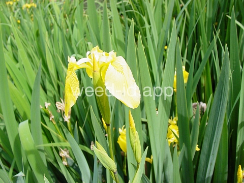 iris, yellowflag